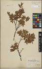 Foto von Salix lapponum L. x Salix myrtilloides L.